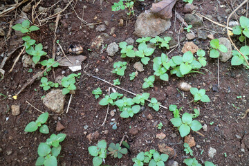Several shoots of plants with fresh green leaves on dark brown soil