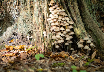 Pilze am Baumstamm