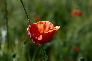 Obraz premium Closeup of the red poppy flower