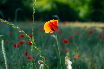 Obraz premium Closeup of the red poppy flower