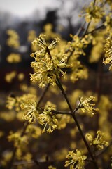 Cornelian Cherry Blossom, Cornus mas, Beautiful Blossoming Tree Stock Photo