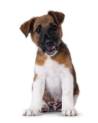 Cute white with brown Smooth Fox Terrier dog pup, sitting up facing front. Looking towards camera with silly huh expression. Isolated on a white background.