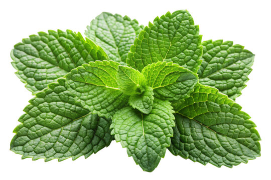 Fresh mint leaves png
