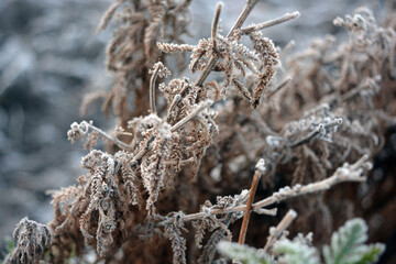 Beautiful and bright nature of autumn and winter, plants. Bright white frost on grass, flowers, flower bushes, shrubs, outdoor flower beds. 