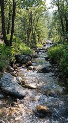 Obraz premium A serene stream flows through a lush forest, surrounded by rocks and greenery, creating a tranquil natural oasis.
