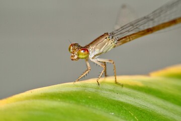 A delicate damselfly perches on a vibrant green leaf, its iridescent wings shimmering in the...