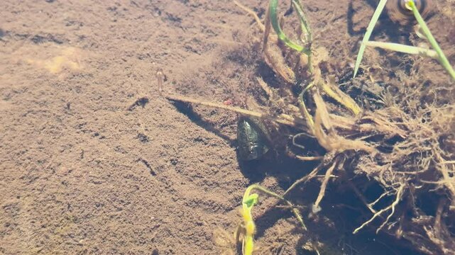 Close up footage of Tadpole shrimp, Triops cancriformis is a rare living fossil in Europe. Swimming in a shallow pool habitat