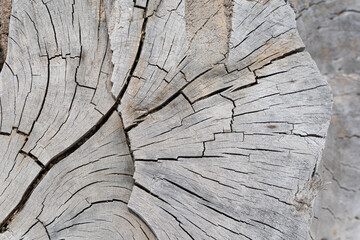 Close-up on the cracks of a dry tree stump