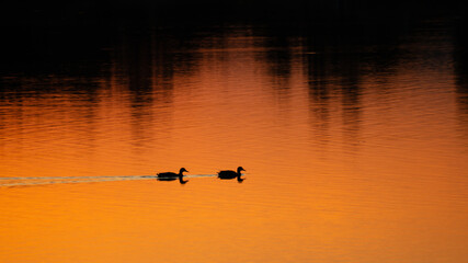 Silhouetted ducks swim across a calm lake as the sun sets, casting a warm, golden hue across the water