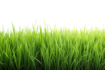 Fototapeta premium green grass meadow png