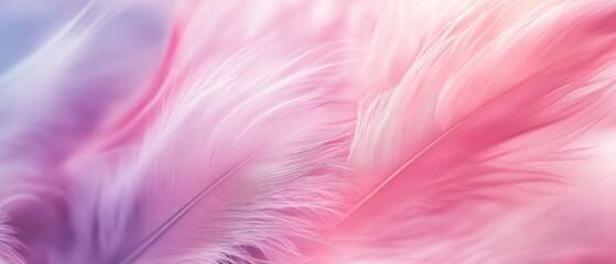 Fototapeta premium Beautiful Blur Bird chicken feather texture for background Abstract, soft color