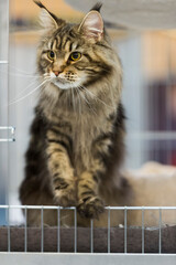 Black-tabby Maine Coon Katze auf einer Katzen Show
