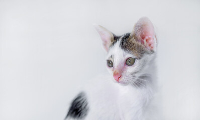 cute kitten  sitting isolated on a white background.