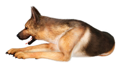 3D Rendering German Shepherd on White