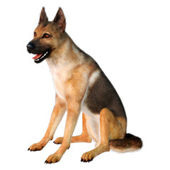 3D Rendering German Shepherd on White