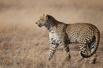 Leopard male following a female in a Game Reserve in the Greater Kruger Region in South Africa