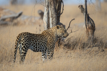 Leopard male following a female in a Game Reserve in the Greater Kruger Region in South Africa