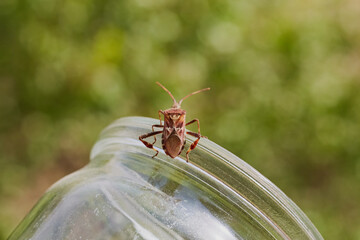 Close-up of a pine seed bug in a glass jar on a green background, pest insect trapping, insect protection