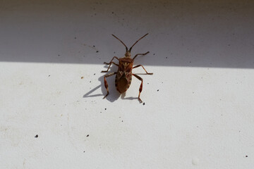 Western Conifer Seed Bug close-up in a beetle trap — macro photograph of Leptoglossus occidentalis Heidemann, sitting in a trap on a white background.
