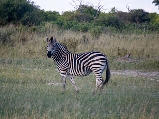 Lone zebra