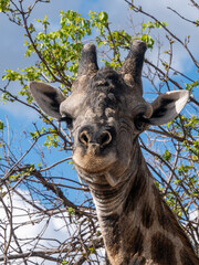 Giraffe up close