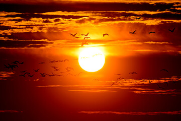 Migrating cranes (Grus grus) at sunset // ziehende Kraniche (Grus grus) bei Sonnenuntergang, Diepholzer Moorniederung, Deutschland © bennytrapp
