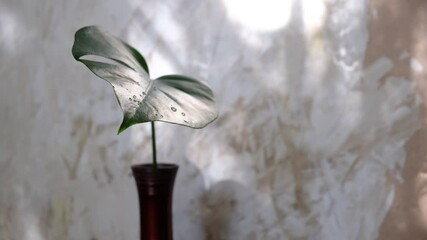 Red elegance vase with tropical leaf monstera,  white beige background wall with casting shadows. Copy space. Minimal modern interior decoration concept. wabi sabi style aesthetics
