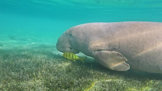 Wild animal Dugong (Dugong dugon) sea cow, swimming in blue water, Marsa Alam, Red sea, Egypt