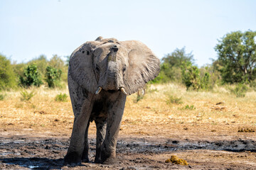 Fototapeta premium Young Elephant playing and drinking at a waterhole in Etosha National Park in Namibia