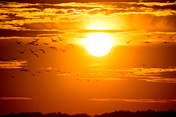 ziehende Kraniche (Grus grus) bei Sonnenuntergang, Diepholzer Moorniederung, Deutschland // Migrating cranes (Grus grus) at sunset © bennytrapp