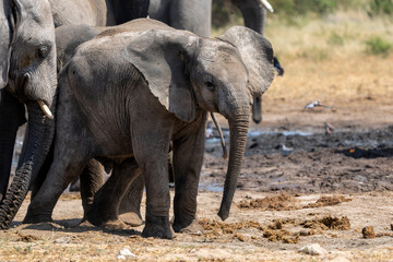 Fototapeta premium Young Elephant playing and drinking at a waterhole in Etosha National Park in Namibia