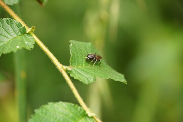 Thick-Legged Hoverfly Perching