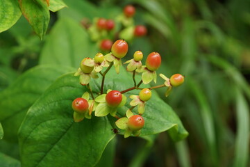 Tutsan Berries