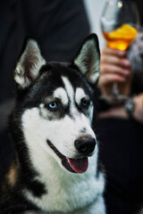 After Work Drink mit einem Siberian Husky 