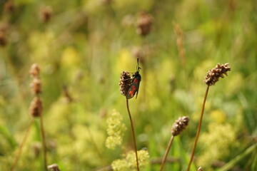Feeding Six Spot Burnet Moth 2