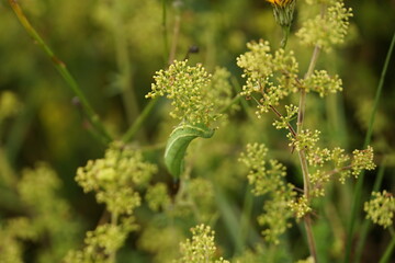 Hummingbird Hawkmoth Caterpillar Feeding