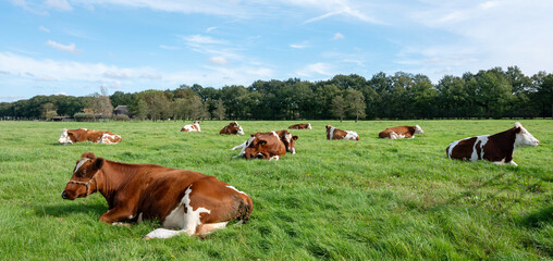 red and white spotted cows lie in green grassy meadow near utrecht in the netherlands