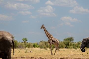 Drinking giraffe in a waterhole in the very dry and desolate Etosha National Park in Namibia
