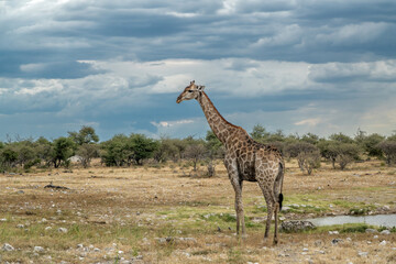 Drinking giraffe in a waterhole in the very dry and desolate Etosha National Park in Namibia