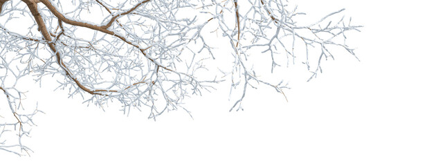 snow on branches isolated on transparent