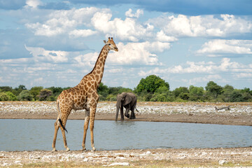 Drinking giraffe in a waterhole in the very dry and desolate Etosha National Park in Namibia