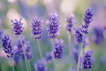 Obraz premium Beautiful lavender flowers bloom in soft focus. Their vibrant purple color brings a sense of calm and tranquility to any space. Perfect for nature lovers. Generative AI
