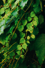 Close-up branch of barberry bush with green berries