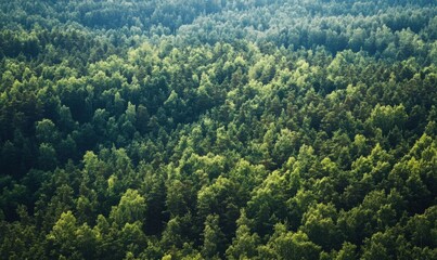 Fototapeta premium Aerial view of lush green forest canopy with various shades of green foliage.