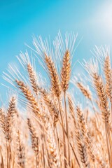 Fototapeta premium Wheat Field Sun.