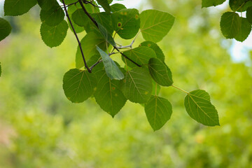 green leaves on a sunny day, green leaves in tree, green branch 