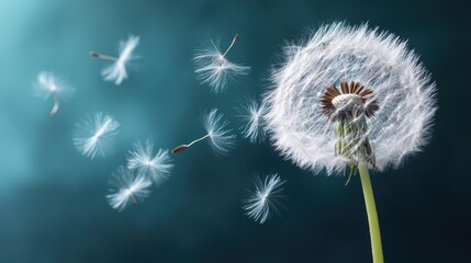 Fototapeta premium A beautifully detailed image of a dandelion seed head dispersing its seeds into the soft blue air, symbolizing freedom and the passage of time in nature's elegance.