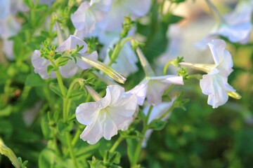 Pale pink petunias in raindrops
