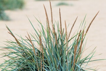 Green bushes of Leymus arenarius on the sandy beach of Kamchia in Bulgaria
