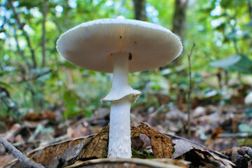 Amanita citrina var. Alba (False Death Cap) growing in leaf litter on the forest floor
